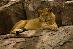 lion kopje